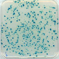 blue white screening of P. syringae B-galactosidase inhibitor mutant colonies on X-Gal plate