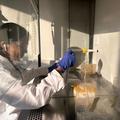 An image of Athira working in a biological safety cabinet