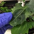 infiltration quinoa leaf