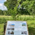 Picture of a display board at Harcourt Arboretum titled Dutch Elm Disease in Oxford. The display board has photographs of elm trees with disease symptoms. 