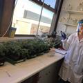 Morgan Wade, inoculating quinoa plants in the lab