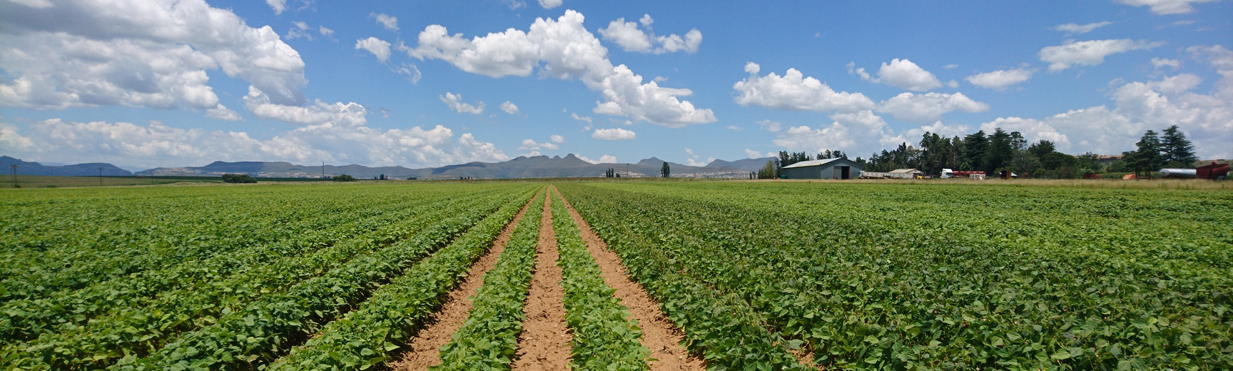 Field of common bean in South Africa
