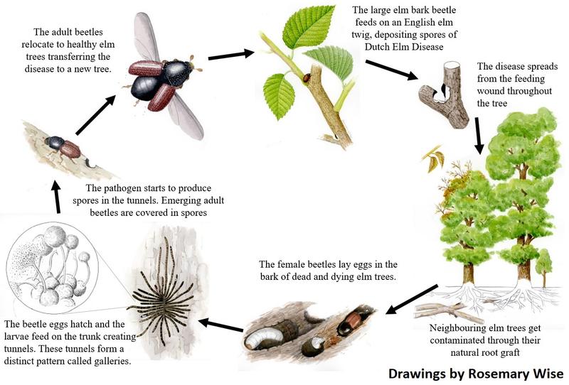 The Dutch Elm Disease lifecycle, illustrated by Rosemary Wise
