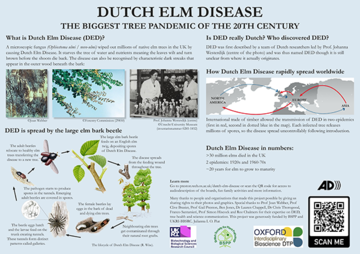 Dutch Elm Disease, the biggest tree pandemic of the 20th century. This is the first of a series of 3 boards on Dutch elm Disease displayed at the Harcourt Arboretum in Oxford. 