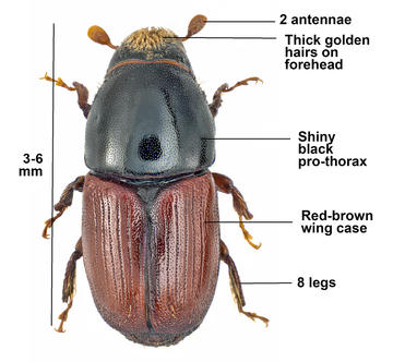 <i>Scolytus scolytus</i> - The large elm bark beetle