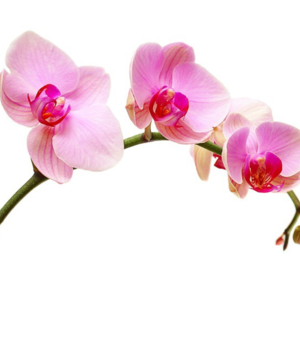 orchid